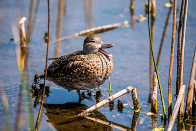 Bird perching on a lake