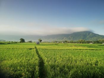 Scenic view of agricultural field against sky