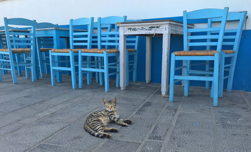 Portrait of a cat sitting on chair