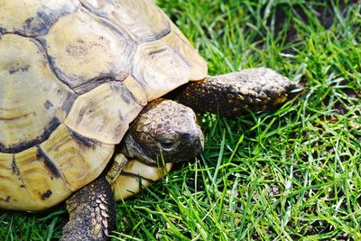 Close-up of turtle on field