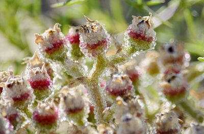 Close-up of bumblebee on plant