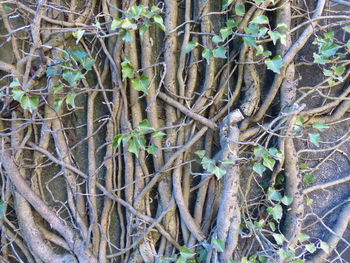 Full frame shot of trees in forest