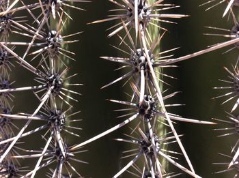 Full frame shot of spiked plant