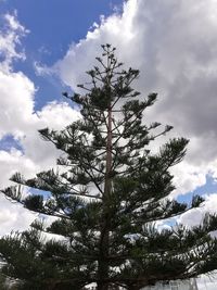 Low angle view of pine tree against sky