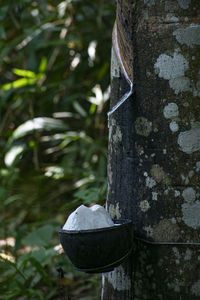 Close-up of old tree trunk