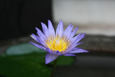 Close-up of water lily