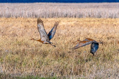 Bird flying in a field