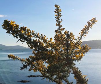 Tree by sea against clear sky