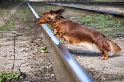 View of a dog on dirt road