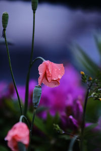 Close-up of pink flowering plant