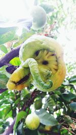 Close-up of fruit on tree