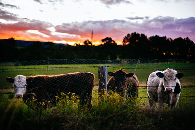 Horse grazing on grassy field