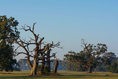 Trees on field against clear sky