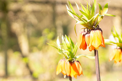 Close-up of yellow flowering plant