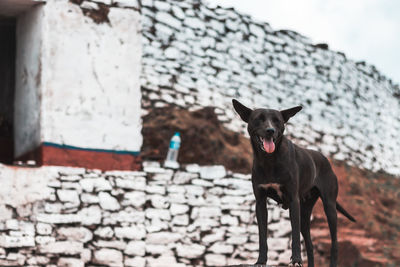 Portrait of black dog standing against wall