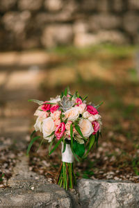 Close-up of pink flowering plant on land