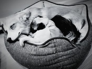 Close-up of dog sleeping at home