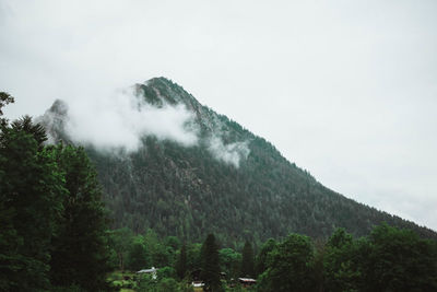 Low angle view of trees in forest against sky