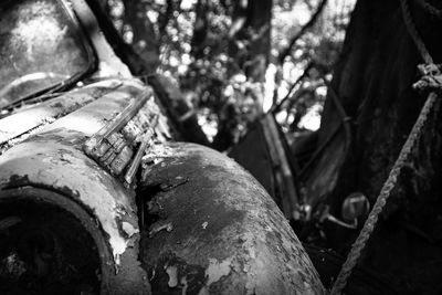 Close-up of rusty tree