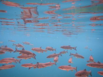 View of fishes swimming in sea