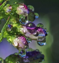 Close-up of water drops on plant