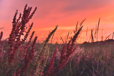 Close-up of stalks in field against sunset sky