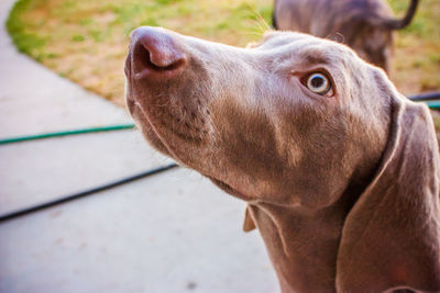 Close-up of dog