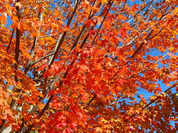 Low angle view of maple tree