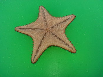 Close-up of starfish