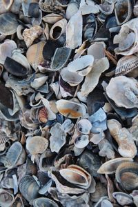 Full frame shot of sea shells