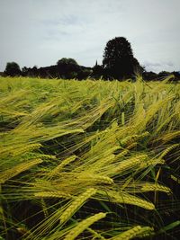 Scenic view of wheat field against sky