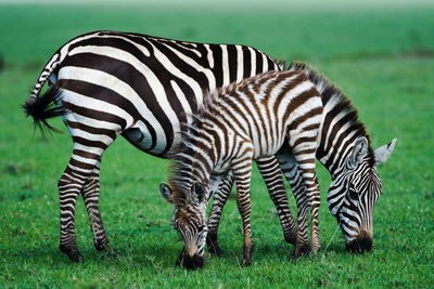 Zebras grazing on field