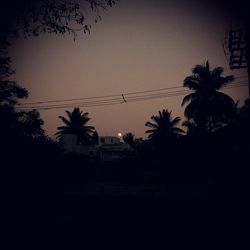 Silhouette palm trees against sky at night