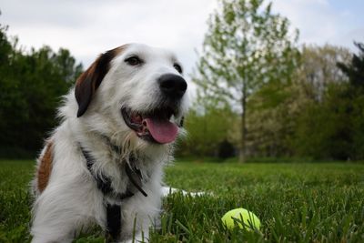 Close-up of dog on field