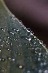 Close-up of raindrops on leaf