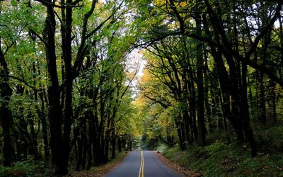 Road passing through forest