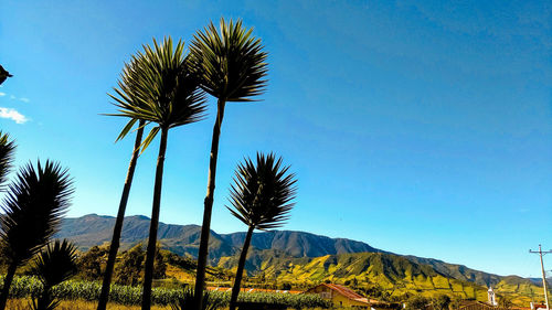 Low angle view of coconut palm trees against sky