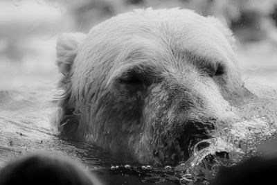 A polar bear bathes, black and white photo