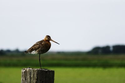 Close-up of bird perching on wooden post against clear sky