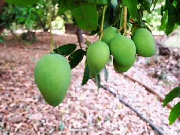 Close-up of fruits growing on tree