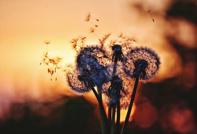 Close-up of dandelions against sky during sunset