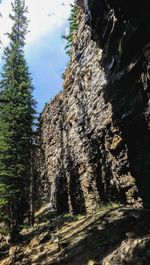 Low angle view of trees against sky