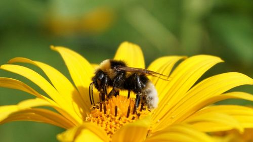 Close-up of bee on yellow flower