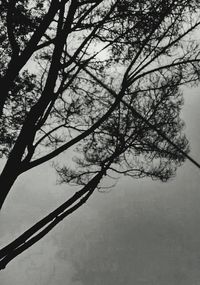 Low angle view of bare trees