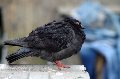 Close-up of bird perching outdoors