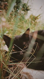 Close-up of cat on grass