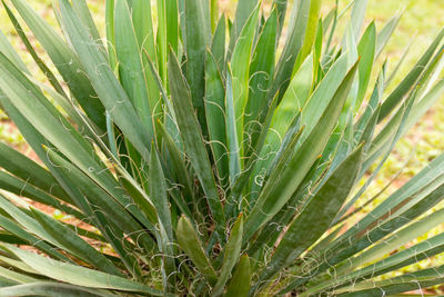 Close-up of fresh green plant