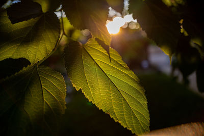 Close-up of fresh green leaves