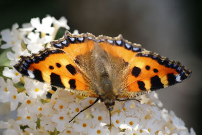 Close-up of butterfly on leaf