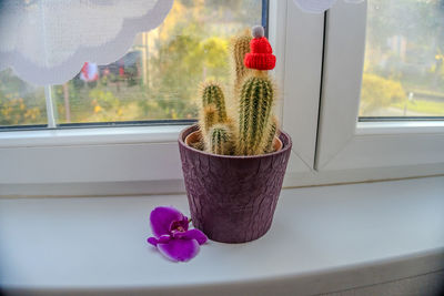 Close-up of potted plant on window